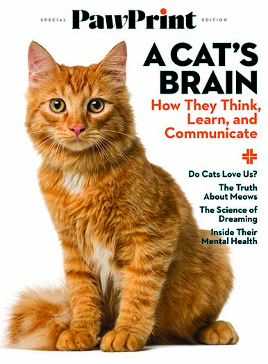 999-pawprint-a-cat-s-brain-1.jpg